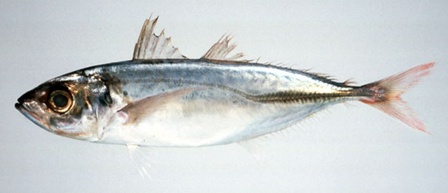 (Decapterus Bleeker, 1851) Род ДЕСЯТИПЕРЫЕ СТАВРИДЫ, СИГАРНЫЕ СТАВРИДЫ